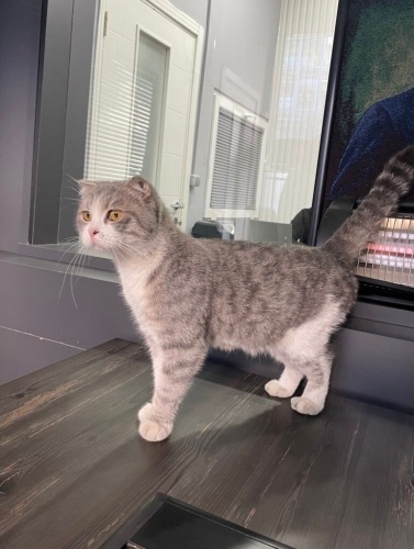 SOKAĞA ATILMIŞ CİNS KEDİ fotoğraf