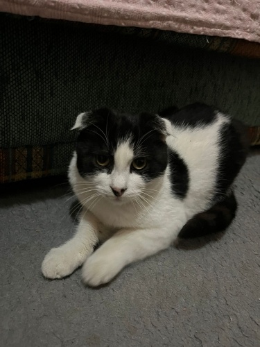 Siyah beyaz Cins çocuğa Antalya’da acil yuva fotoğraf