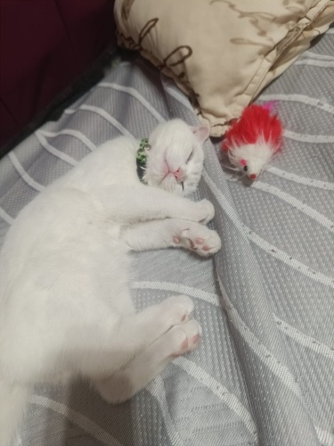 Sevgi Dolu, Uysal Erkek Kedi – Ömürlük Yuva Arıyor fotoğraf