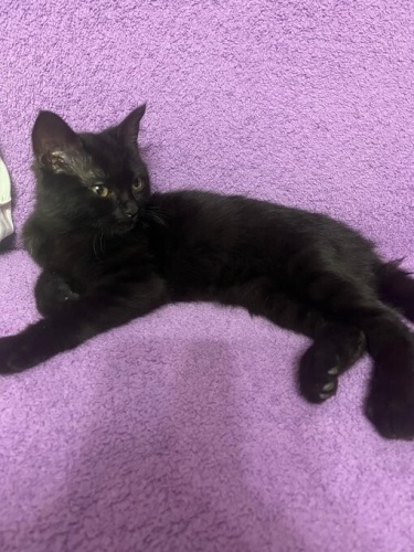 Esmer Güzeli Yuva Arıyor fotoğraf