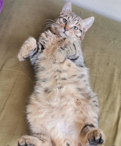 2-2.5 AYLIK YUMOŞ YUMOŞ NORVEÇ-TEKİR MELEZİ fotoğraf