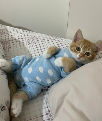 Ömürlük yuva arıyoruz 🤍 fotoğraf