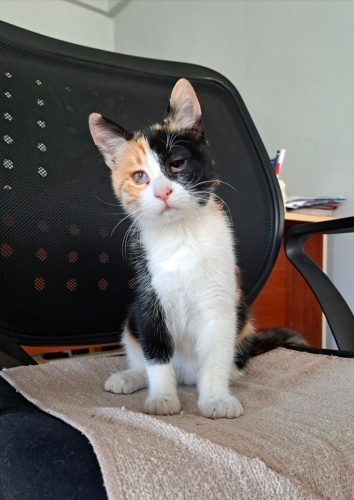 Görme engelli karamel yuva arıyor fotoğraf