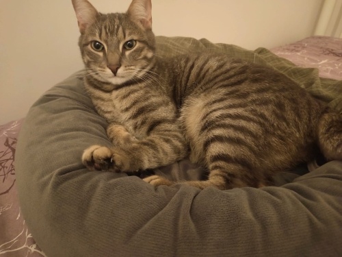 Kısırlaştırılmış 1.5 yaşındadır fotoğraf