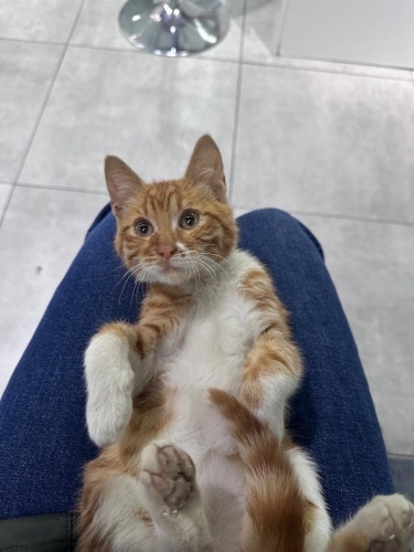 Sarman bebek ömürlük yuvasını arıyor fotoğraf