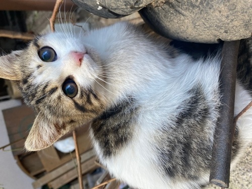 Balon kız ömürlük yuvasını arıyor fotoğraf