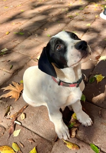 Sosis cinsi yuva arıyoruz fotoğraf