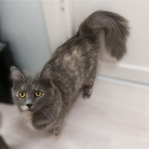 1 yaşında güzel Mia yuva arıyor fotoğraf