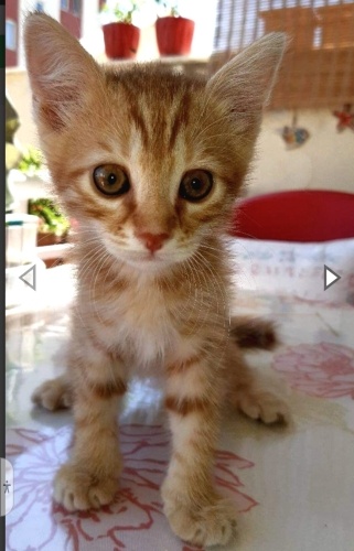 SEVGİ DOLU YUMUŞACIK CANAYAKIN BEBEĞİMİZ İÇİN AİLE OLUR MUSUNUZ fotoğraf