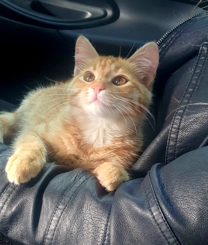 SARMAN CANDIR.SARMAN FARKIYLA YUMUŞACIK BEBEĞİMİZ İÇİN AİLE OLUR MUSUNUZ fotoğraf