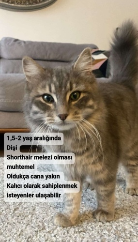 Dost canlısı shorthair melezi fotoğraf