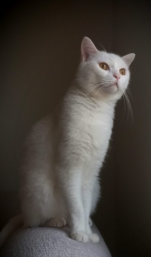 Ankara kedimize yeni bir yuva arıyoruz. fotoğraf