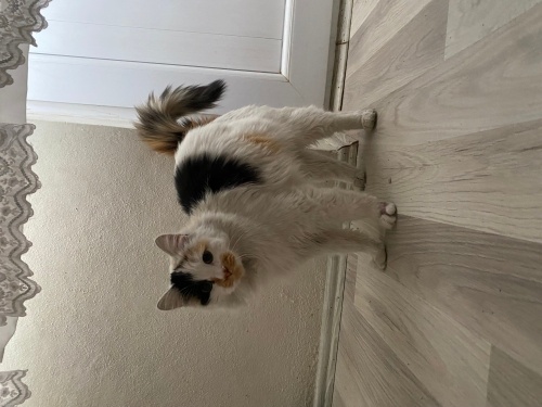 Güzel ve sevimli fotoğraf