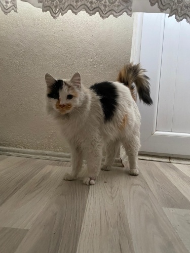 Güzel ve sevimli fotoğraf