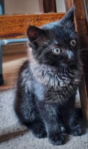 Ona bir şans verin ve hayatınıza kattıklarına bakın fotoğraf