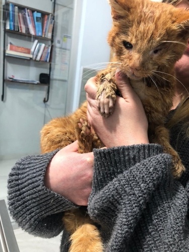 Açıklamasını okuyun. Kim bu çocuğun meleği olmak ister ? fotoğraf