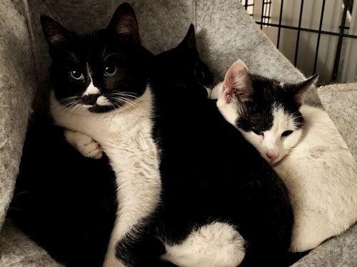 Milka Kardeşler Klinikte Yuva Bekliyor🤍 fotoğraf