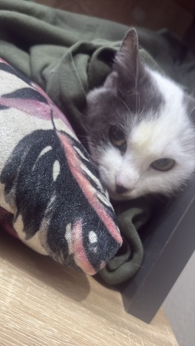 Minik yavru kedi acil yuva fotoğraf