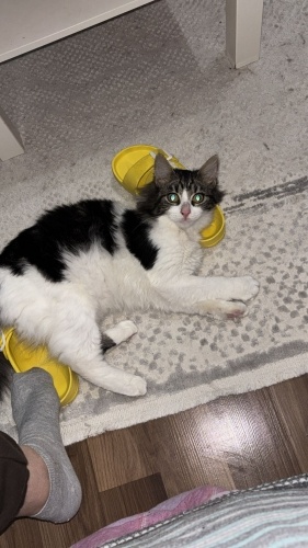 Sırnaşık sevilmeye aşık rahat bir çocuk 🫠 fotoğraf