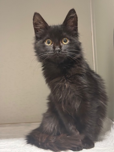 Sevgi Yumağı Pesto Yuva Arıyor! fotoğraf