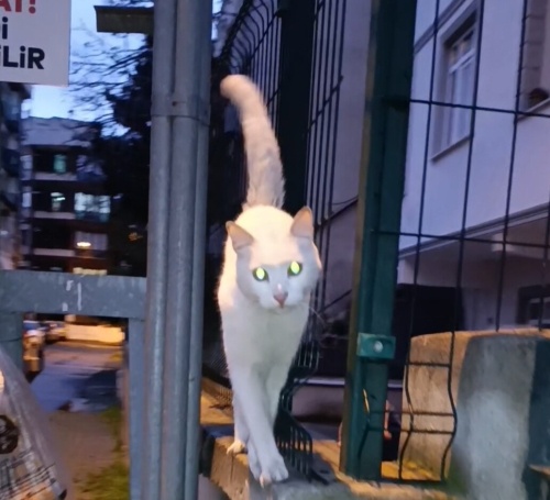 Sığındığı market onu bilinmeze atmadan yuva 🥺 fotoğraf