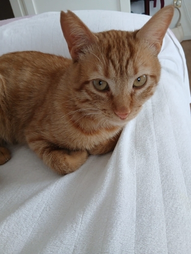 Merhaba Ben Bal. Güvenilir bir yuva arıyorum fotoğraf