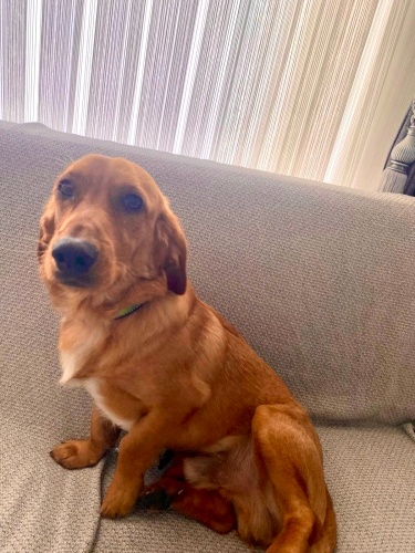 1 YAŞINDA DACHUND MELEZİ, GEÇİCİ YUVA ALIN YOKSA YARIN SOKAĞA SALACAĞIM DEDİ😔 fotoğraf