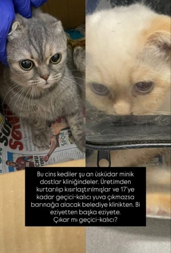 ÜRETİMDEN KURTARILDILAR‼️VETERİNERDEN ‼️ fotoğraf