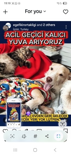 Ücretsiz sahiplenme Badem küçücük irk acil yuva fotoğraf