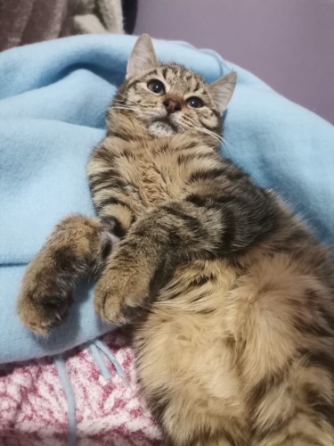 Piko'ya Ömürlük Yuvasını Arıyoruz fotoğraf