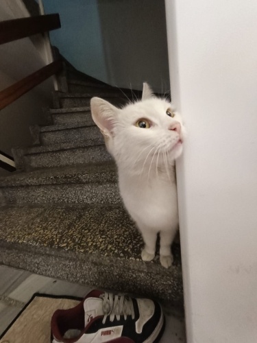 Pamuk Apartmana Sığındı acil yuva arıyoruz fotoğraf