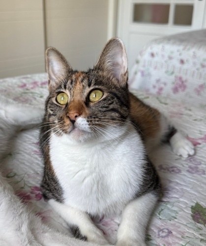 Sevecen Luna yuva arıyor! fotoğraf