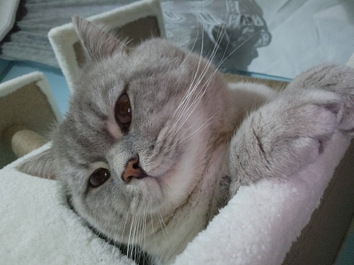 1.5 yaşında dostuma yuva arıyorum fotoğraf