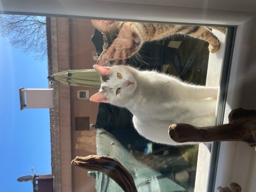 Sokak kedisi sicak bir yuvaya ihtiyaci var fotoğraf