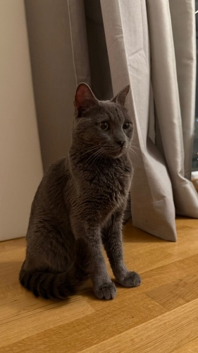 1yas kısır erkek barınağa gidicek fotoğraf