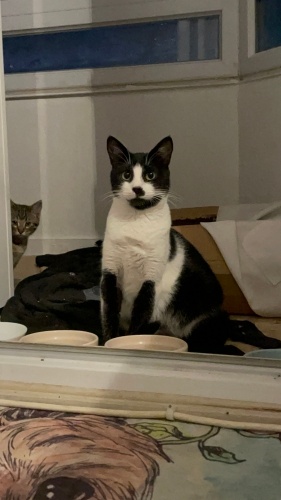 Uysal, Uslu ve Söz dinleyen fotoğraf