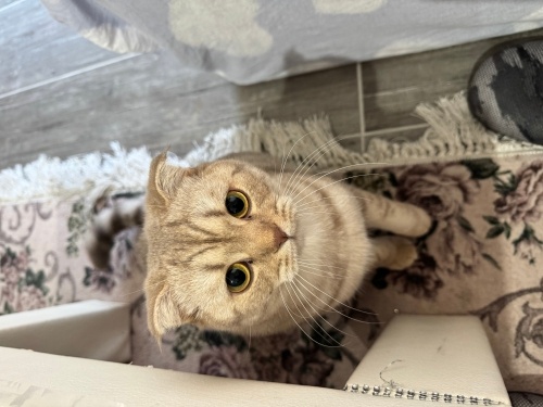 Dost Canlısı, sevecen, ilgi manyağı ve çok oyuncu bir kedi fotoğraf