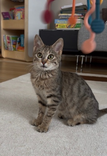 Minnak’a Mutlu Bir Yuva fotoğraf