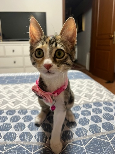 Çok sevimli 3 bacaklı fotoğraf