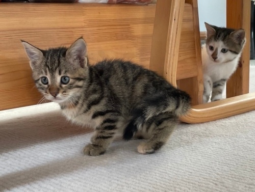 Meraklı, Sevimli ve Narin fotoğraf