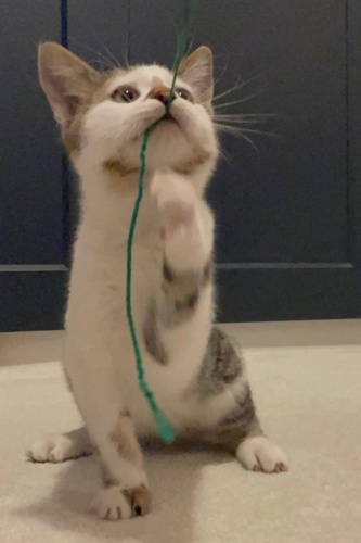 Meraklı, akıllı ve oyuncu fotoğraf