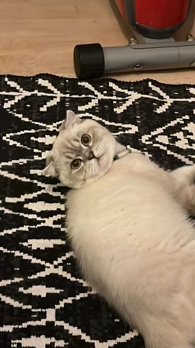 Venüs için Yuva fotoğraf