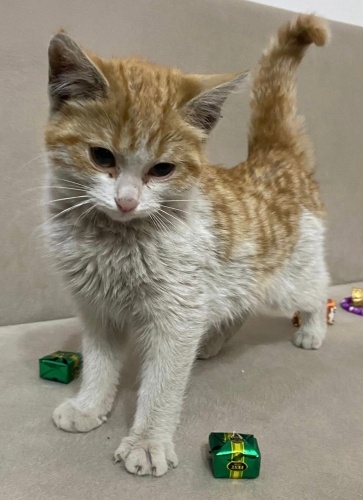 Şanslı yuva arıyor fotoğraf