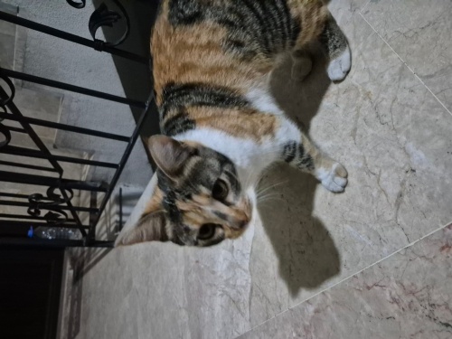 Çok acil yuva ariyor fotoğraf