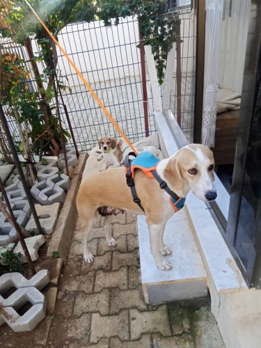 Labrodor kırması havlaması yok acil yuva Antalya fotoğraf