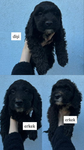 Üç Kardeşe Ömürlük Yuva fotoğraf