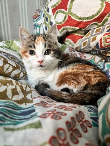 🩷 ACİL YUVA ARANIYOR – MİNNOŞ PRENSES 🩷 Köpekle ya da kediyle anlaşabilir fotoğraf