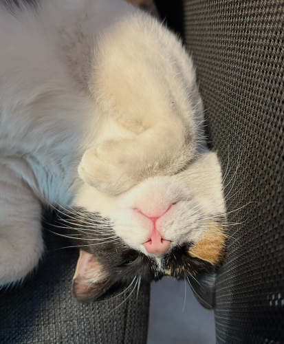 Top Kuyruklu Perwoll Yuva Arıyor fotoğraf