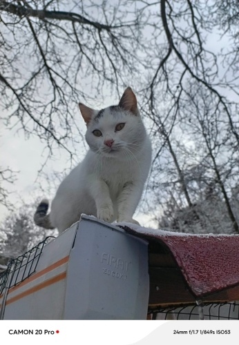 Sokağa atılmış ev kedisi evini arıyor fotoğraf