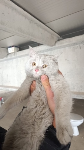 Evsiz kedimize yuva arıyoruz fotoğraf